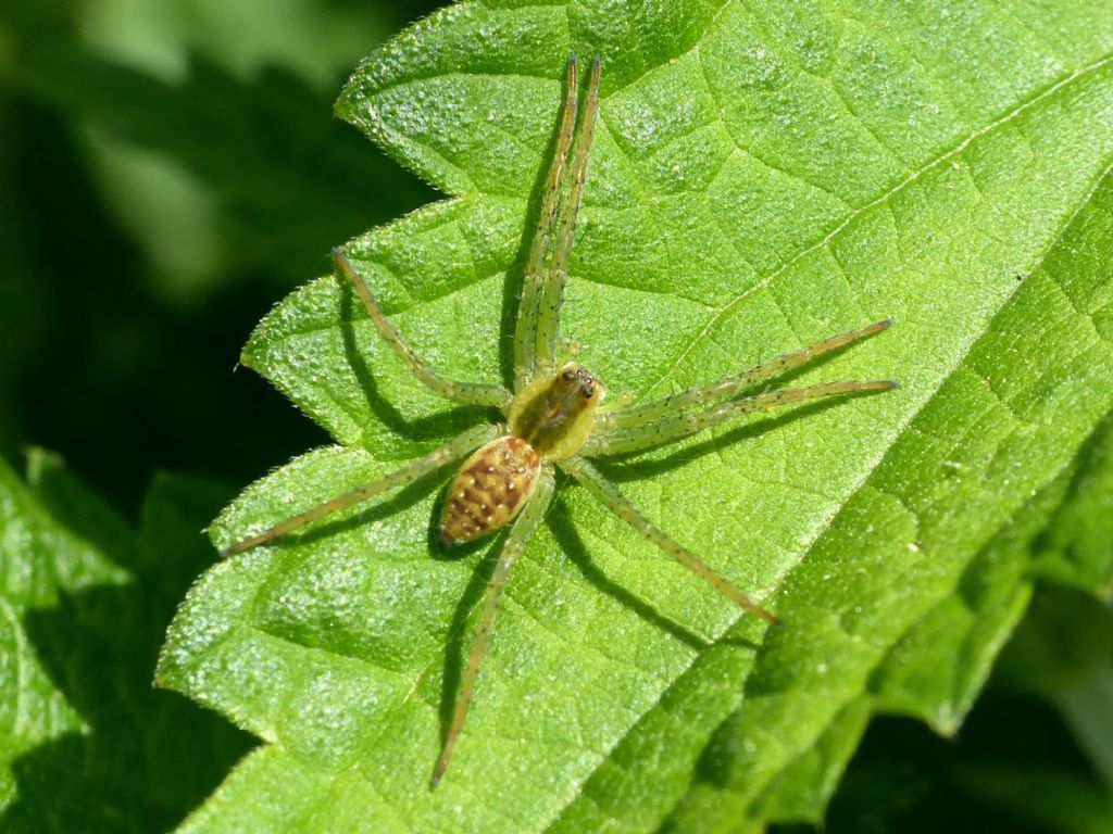 E'' un ragno?  S, Dolomedes sp., giovane - Valbrona (CO)